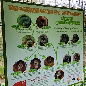 Sumatran orangutan family tree -Zoo de Santillana del Mar (2023)