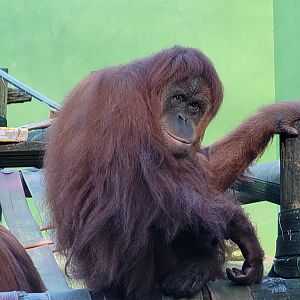 Sumatran orangutan -Zoo de Santillana del Mar (2023)