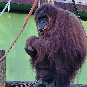 Sumatran orangutan -Zoo de Santillana del Mar (2023)
