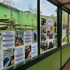 In memory of Hubertus the chimpanzee -Zoo de Santillana del Mar (2023)