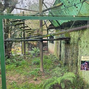 Bearded emperor tamarin exhibit -Zoo de Santillana del Mar (2023)