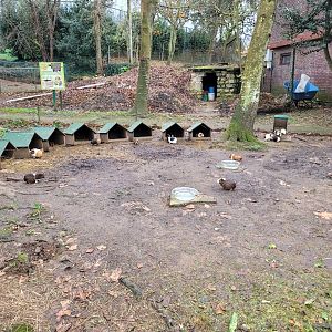 Guinea pig exhibit -Zoo de Santillana del Mar (2023)