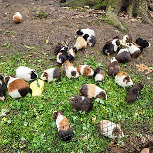 Guinea pigs -Zoo de Santillana del Mar (2023)
