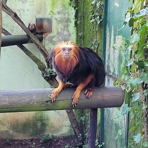 Golden-headed lion tamarin -Zoo de Santillana del Mar (2023)