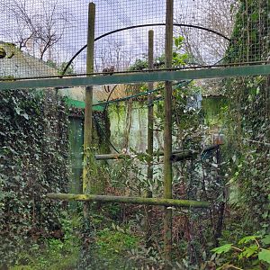 Cotton-top tamarin exhibit -Zoo de Santillana del Mar (2023)