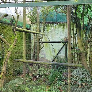 Pied tamarin exhibit -Zoo de Santillana del Mar (2023)