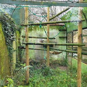 Bearded emperor tamarin exhibit -Zoo de Santillana del Mar (2023)