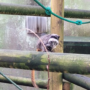 Bearded emperor tamarin -Zoo de Santillana del Mar (2023)