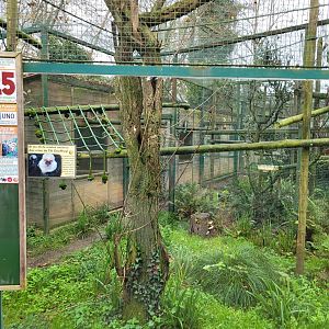 Geoffroy's tufted-ear marmoset exhibit -Zoo de Santillana del Mar (2023)