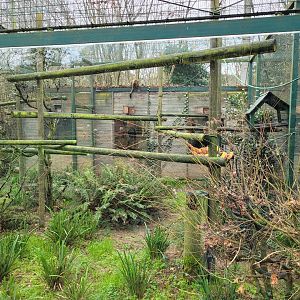 White-faced saki and Common squirrel monkey -Zoo de Santillana del Mar (2023)
