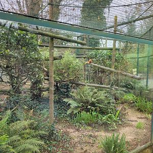 Golden lion tamarin exhibit -Zoo de Santillana del Mar (2023)