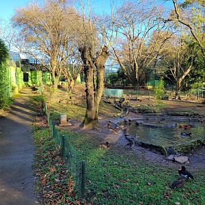 Waterfowl exhibit #4 -Zoo de Santillana del Mar (2023)