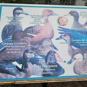 Waterfowl sign -Zoo de Santillana del Mar (2023)