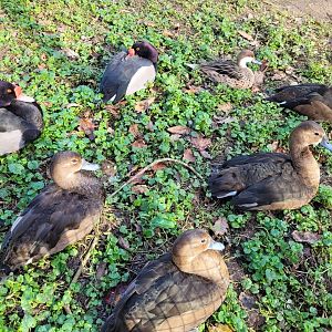 Rosy-billed pochards and White-cheeked pintail -Zoo de Santillana del Mar (2023)