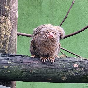 Pygmy marmosets -Zoo de Santillana del Mar (2023)