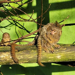 Pygmy marmosets -Zoo de Santillana del Mar (2023)