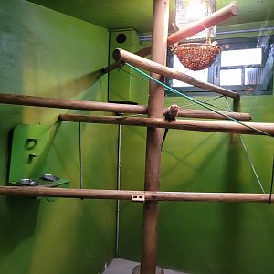 Pygmy marmoset exhibit -Zoo de Santillana del Mar (2023)