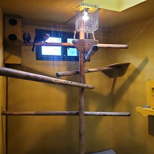 Golden-headed lion tamarin exhibit -Zoo de Santillana del Mar (2023)