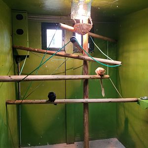 Golden lion tamarin and Goeldi's marmoset exhibit -Zoo de Santillana del Mar (2023)