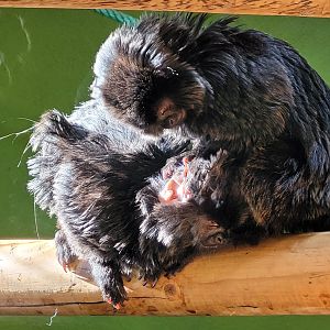 Goeldi's marmosets -Zoo de Santillana del Mar (2023)