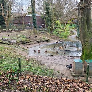 Waterfowl exhibit #4 -Zoo de Santillana del Mar (2023)