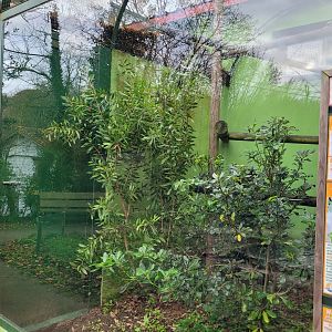 Silvery marmoset exhibit -Zoo de Santillana del Mar (2023)