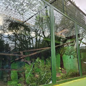 Red-handed tamarin exhibit -Zoo de Santillana del Mar (2023)