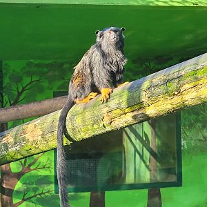 Red-handed tamarin -Zoo de Santillana del Mar (2023)