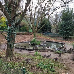 Waterfowl exhibit #5 -Zoo de Santillana del Mar (2023)