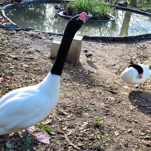 Black-necked swans -Zoo de Santillana del Mar (2023)