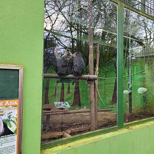 Lion-tailed macaque exhibit -Zoo de Santillana del Mar (2023)