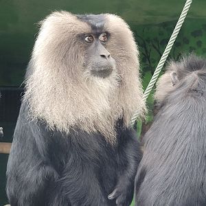 Lion-tailed macaque -Zoo de Santillana del Mar (2023)