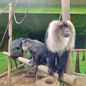 Lion-tailed macaque -Zoo de Santillana del Mar (2023)