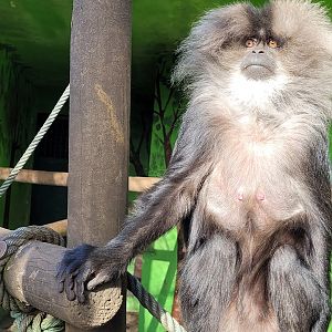Lion-tailed macaque -Zoo de Santillana del Mar (2023)