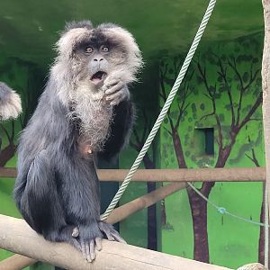 Lion-tailed macaque -Zoo de Santillana del Mar (2023)