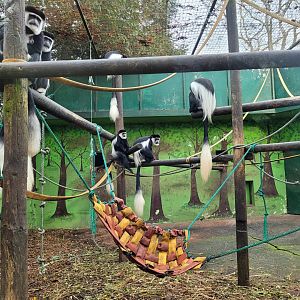 Kikuyu guereza exhibit -Zoo de Santillana del Mar (2023)
