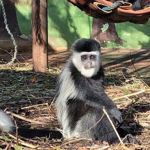 Kikuyu guereza -Zoo de Santillana del Mar (2023)