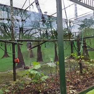 DeBrazza's monkey exhibit -Zoo de Santillana del Mar (2023)