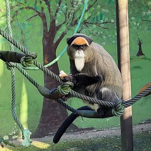 DeBrazza's monkey -Zoo de Santillana del Mar (2023)