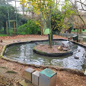 Waterfowl exhibit #6 -Zoo de Santillana del Mar (2023)