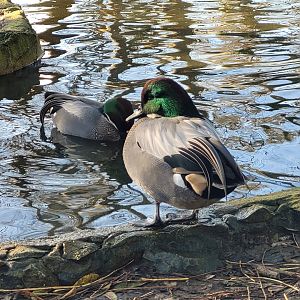 Falcated duck -Zoo de Santillana del Mar (2023)