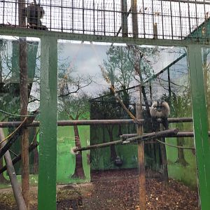 Lion-tailed macaque exhibit -Zoo de Santillana del Mar (2023)