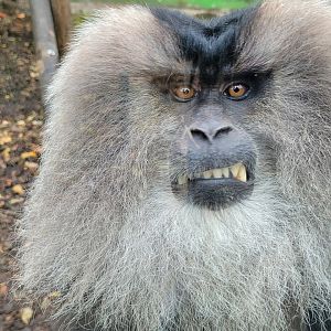Lion-tailed macaque -Zoo de Santillana del Mar (2023)