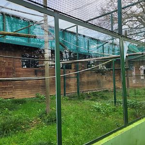 Black-and-white ruffed lemur exhibit -Zoo de Santillana del Mar (2023)