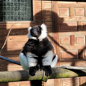 Black-and-white ruffed lemur -Zoo de Santillana del Mar (2023)
