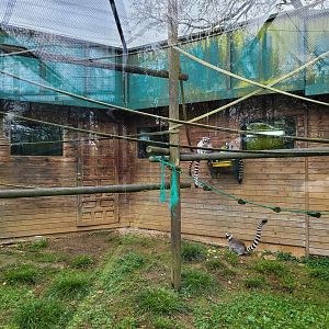 Ring-tailed lemur exhibit -Zoo de Santillana del Mar (2023)