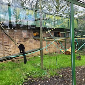 Black lemur exhibit -Zoo de Santillana del Mar (2023)