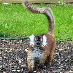 Black lemur -Zoo de Santillana del Mar (2023)