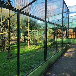 Common squirrel monkey exhibit -Zoo de Santillana del Mar (2023)