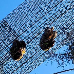 Common squirrel monkeys on overpass -Zoo de Santillana del Mar (2023)